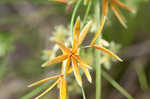 Sharpscale flatsedge